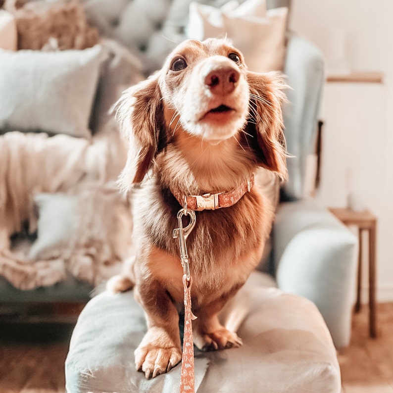 Brown Boho Dog Leash Boy-Girl, Cute Dog Leash, Brown Dog Accessory, Flower Stylish Pattern, Soft And Durable Dog Leash Boy