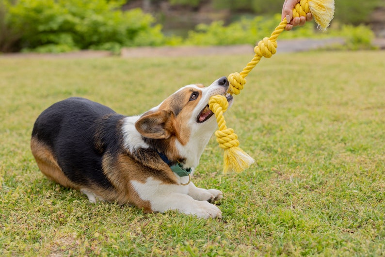 Little Gigantic - 100% Cotton Rope Toy for Dogs