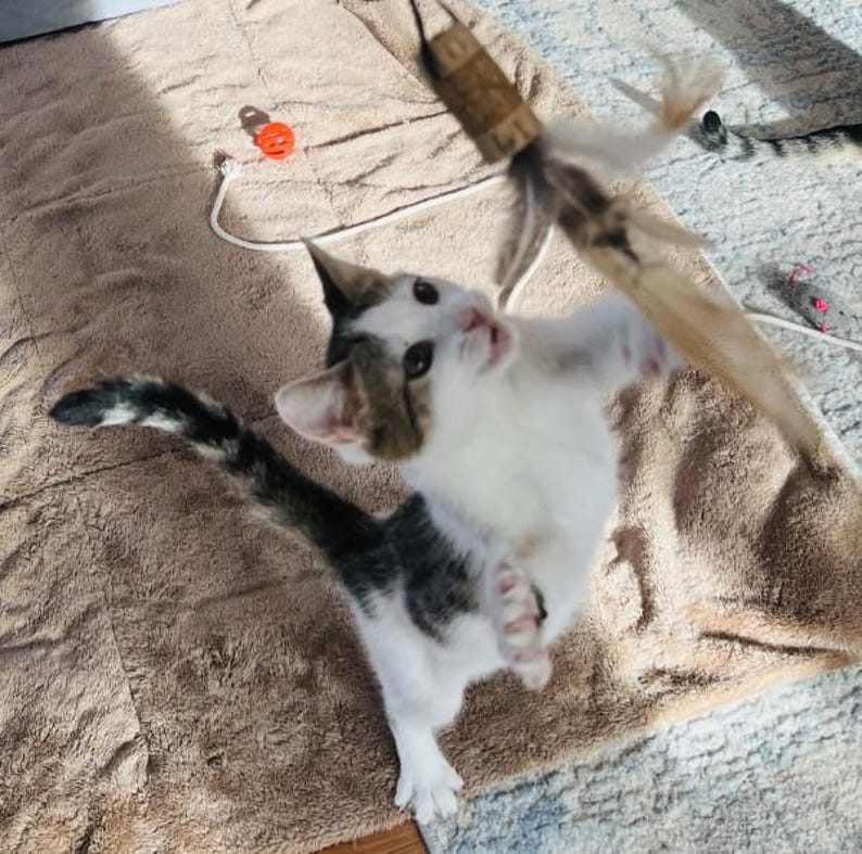 Cat Teaser, Eco-Friendly Cat Toy, Feathered Cat toy, Cat Wand Toys, Cat Enrichment, Sustainable cat toy, Handmade Cat Toy, Bamboo Wand