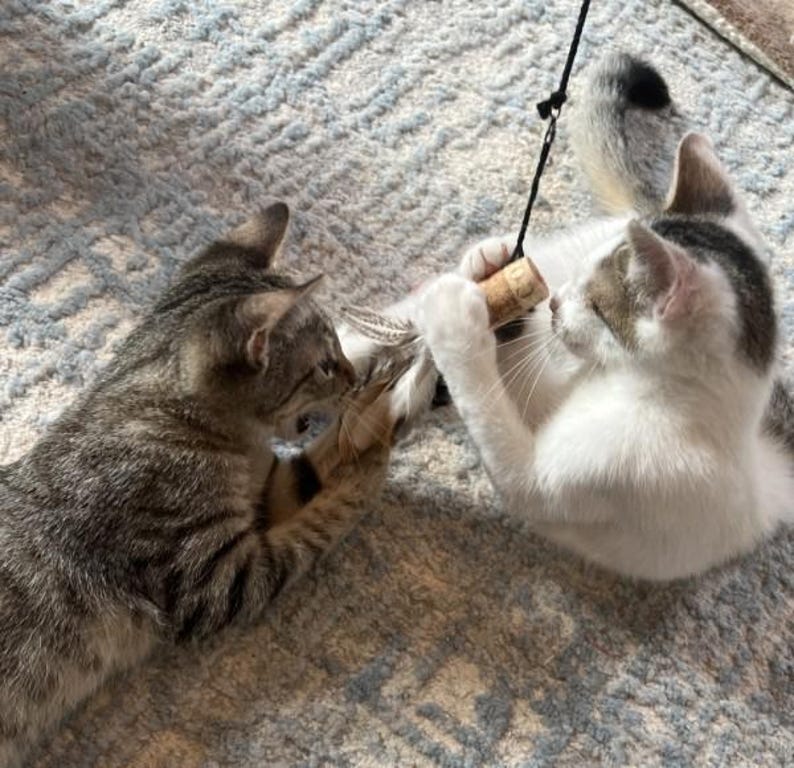 Cat Teaser, Eco-Friendly Cat Toy, Feathered Cat toy, Cat Wand Toys, Cat Enrichment, Sustainable cat toy, Handmade Cat Toy, Bamboo Wand