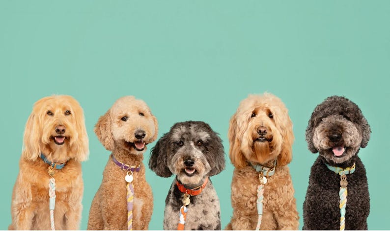 Italian Leather and Rope Dog Leash