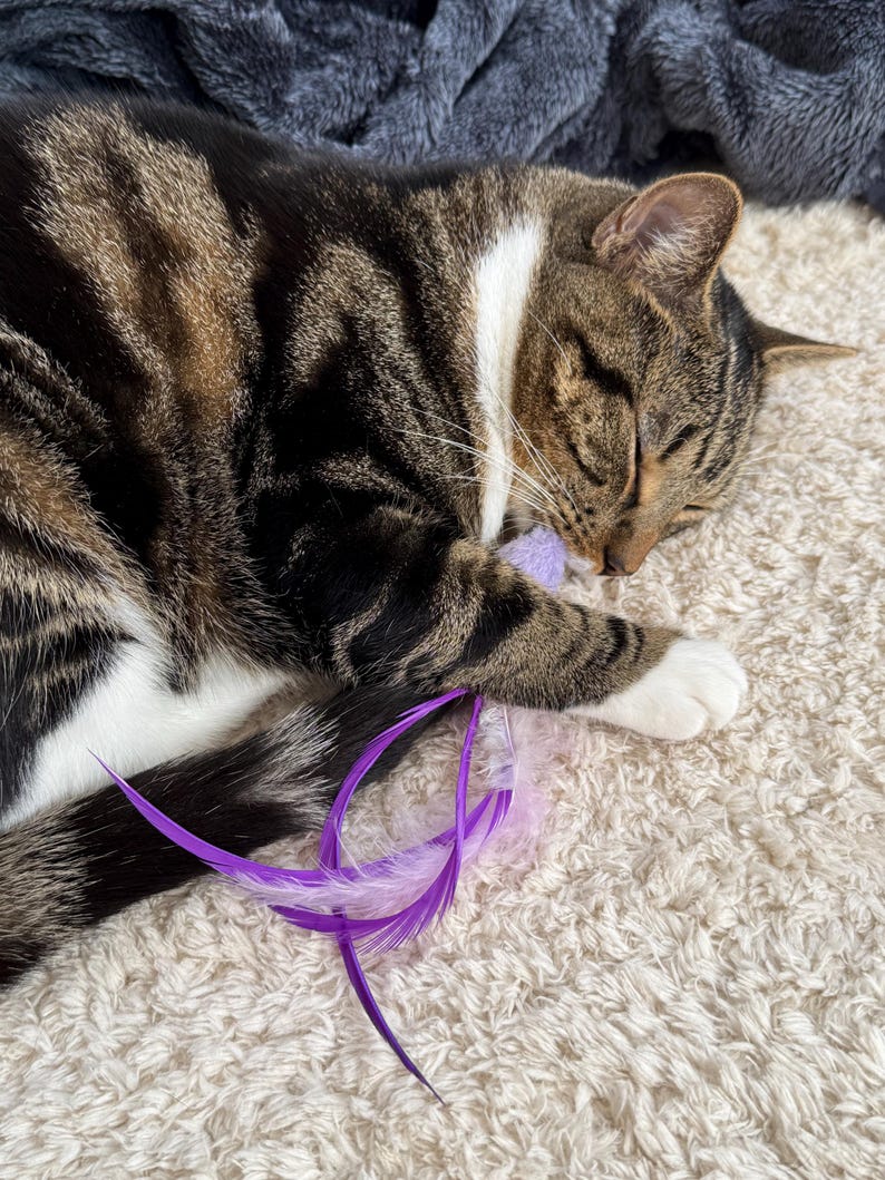 Interactive Hands Free Cat Wand | Suction Cup Feather Bird Teaser with Bell | Self Play Cat Toy for Windows and Tiles | Handmade UK