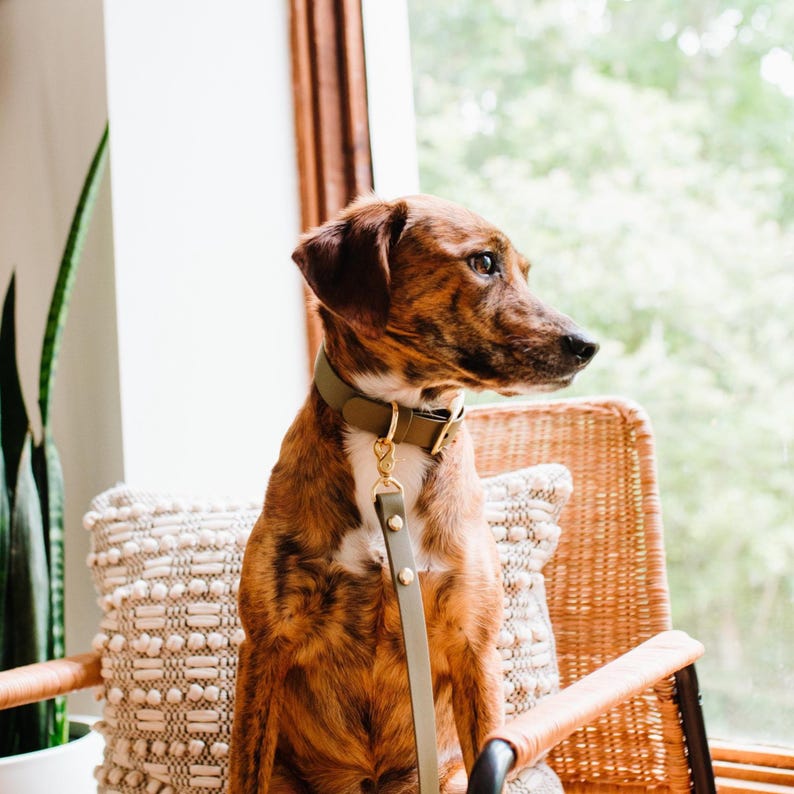 Waterproof Biothane Dog Leash | Midnight, Breeze, Iris, Evergreen, Berry, Alpine