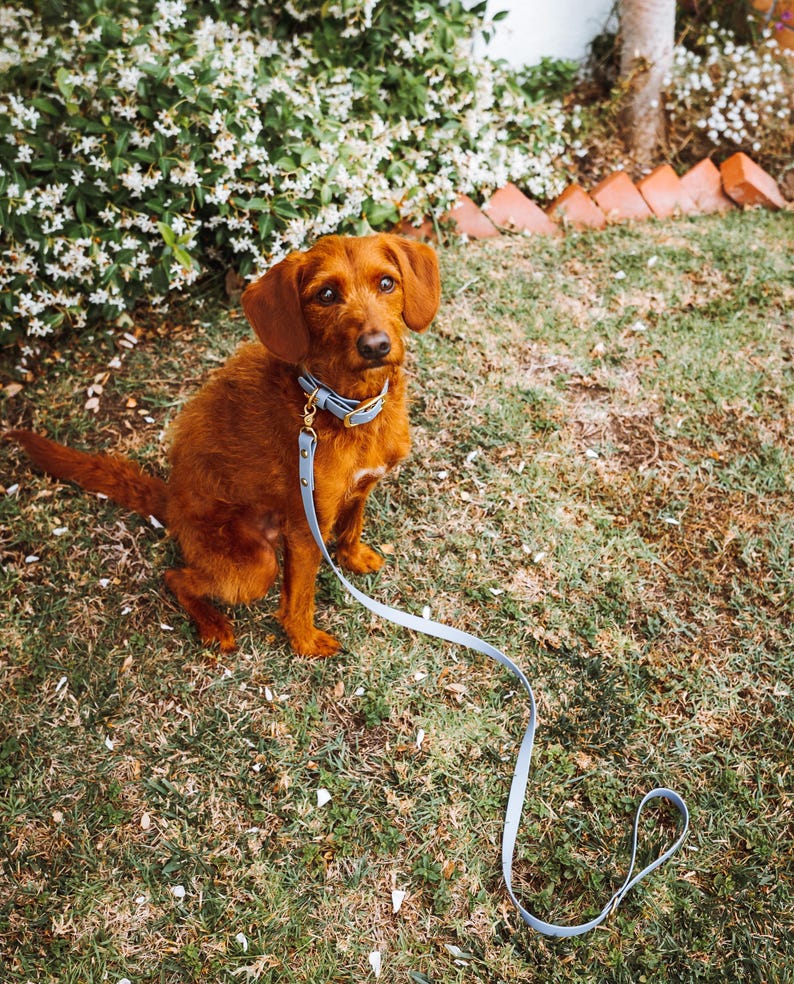 Waterproof Biothane Dog Leash | Midnight, Breeze, Iris, Evergreen, Berry, Alpine