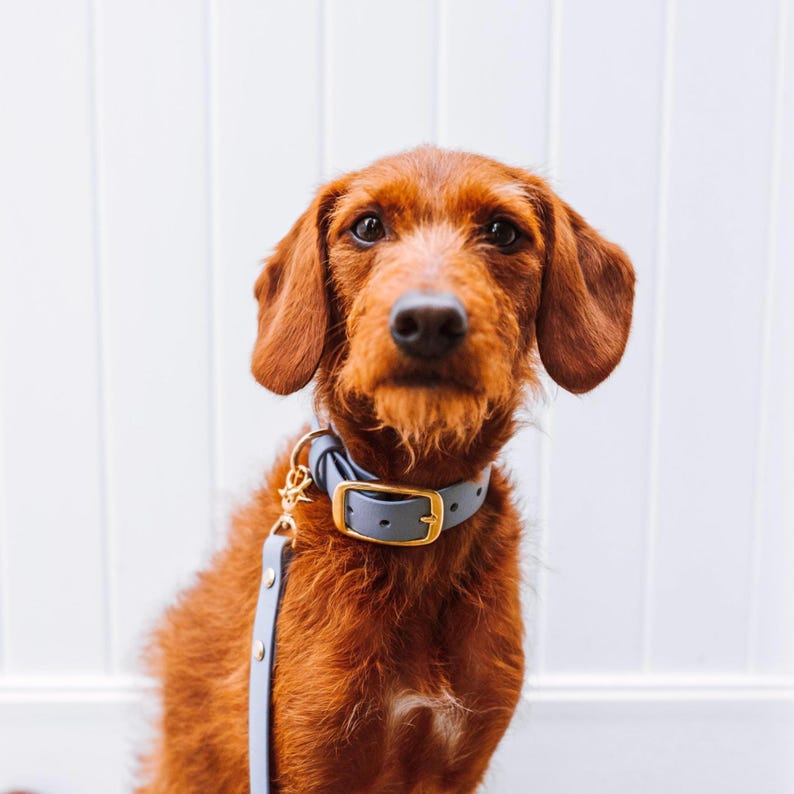 Waterproof Biothane Dog Leash | Midnight, Breeze, Iris, Evergreen, Berry, Alpine