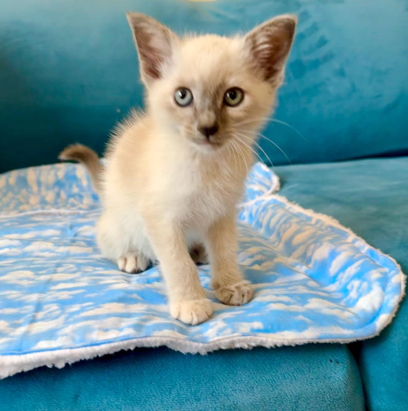 Handmade self-warming reversible sherpa pet bed or mat (10x13 Small)