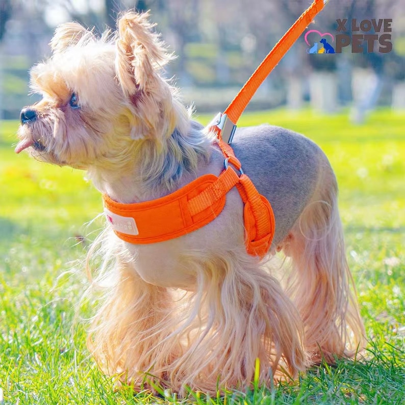 New pet leash small dog harness