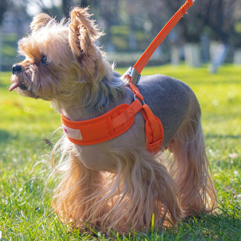 New pet leash small dog harness