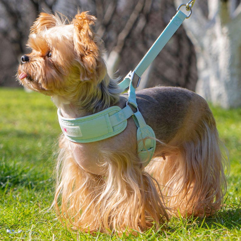 New pet leash small dog harness