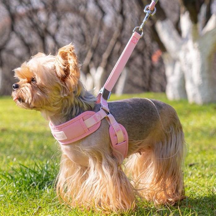 New pet leash small dog harness
