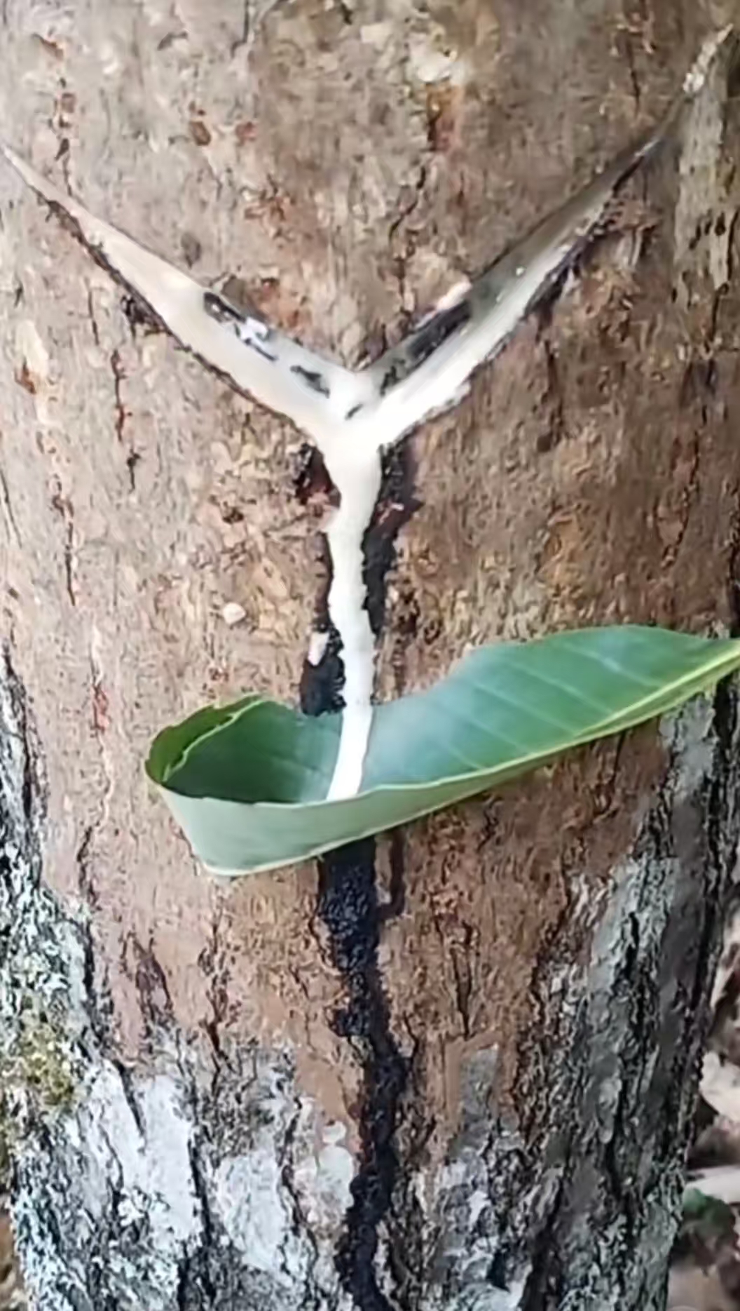 Chinese Lacquer Craft Gourd Water Bottle Sacred Art 