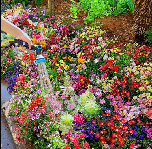 Mixed Perennial Flowers for All Seasons – 50+ Kinds