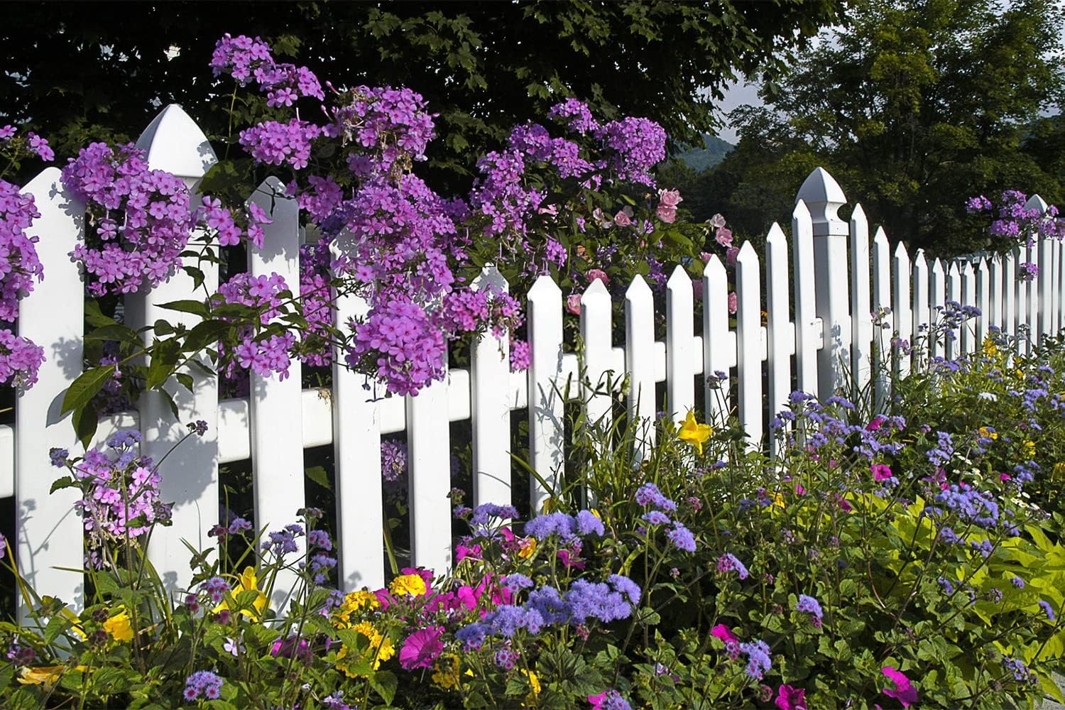 Mixed Perennial Flowers for All Seasons – 50+ Kinds