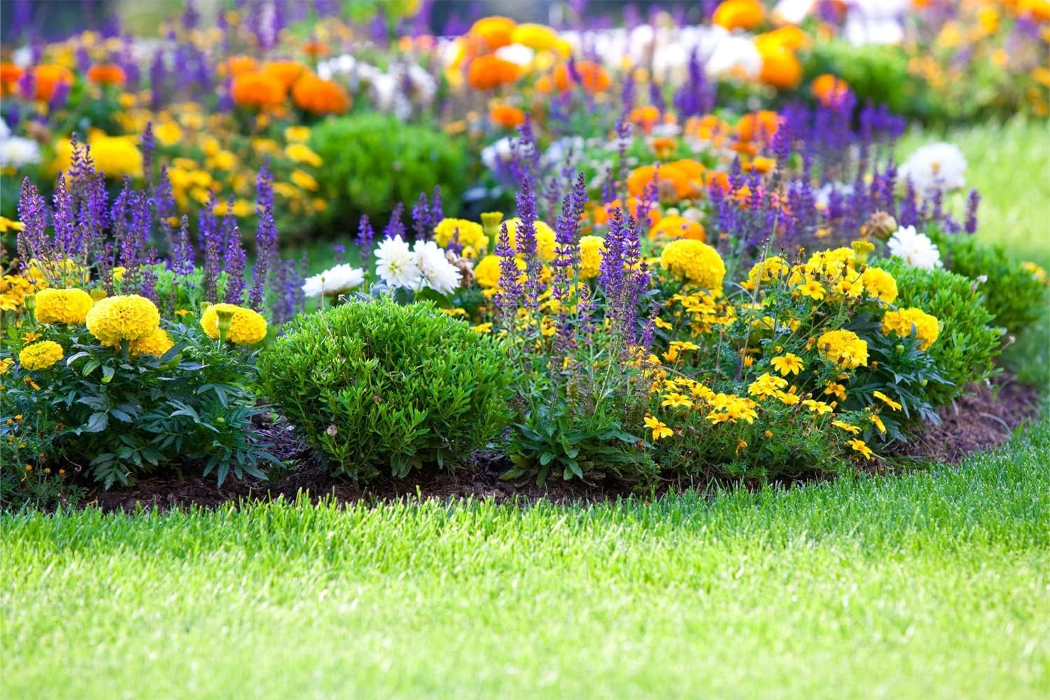 Mixed Perennial Flowers for All Seasons – 50+ Kinds