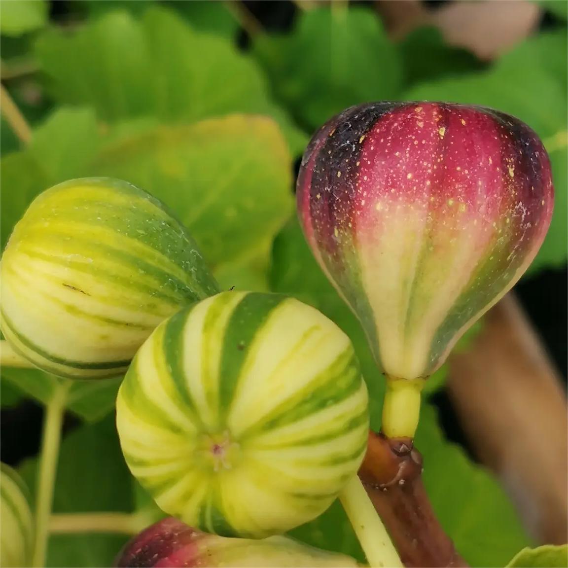 Rainbow Figs Seeds 👍 higher quality