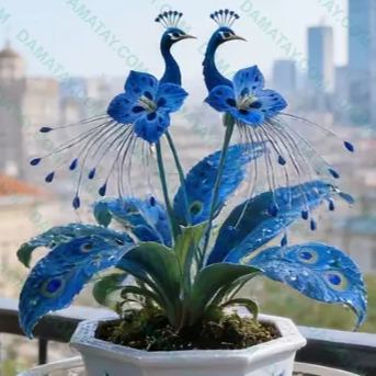 🌸Rzadkie nasiona kwiatu pawia — łatwe w uprawie, dają piękne kolory! 🌿