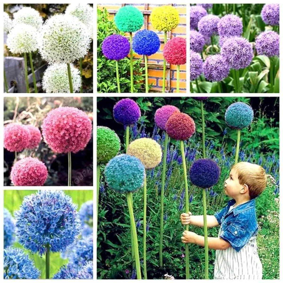 Градински открит гигантски Allium Giganteum красиви цветни семена бонсай семена за растения