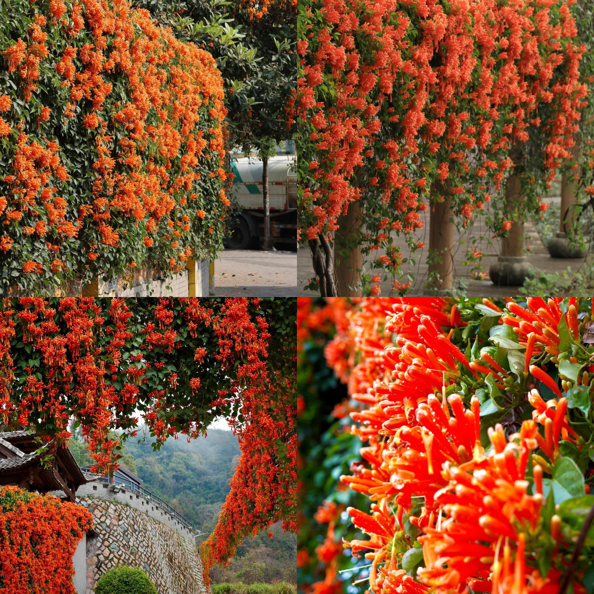 🐦 Dywan dla kolibrów – Nasiona Ognistej Pnączy 🌱