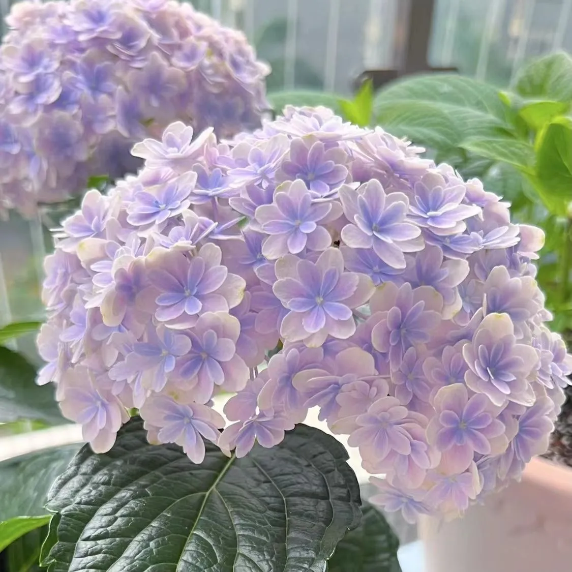 🌷 Nasiona wieloletniej hortensji ogrodowej