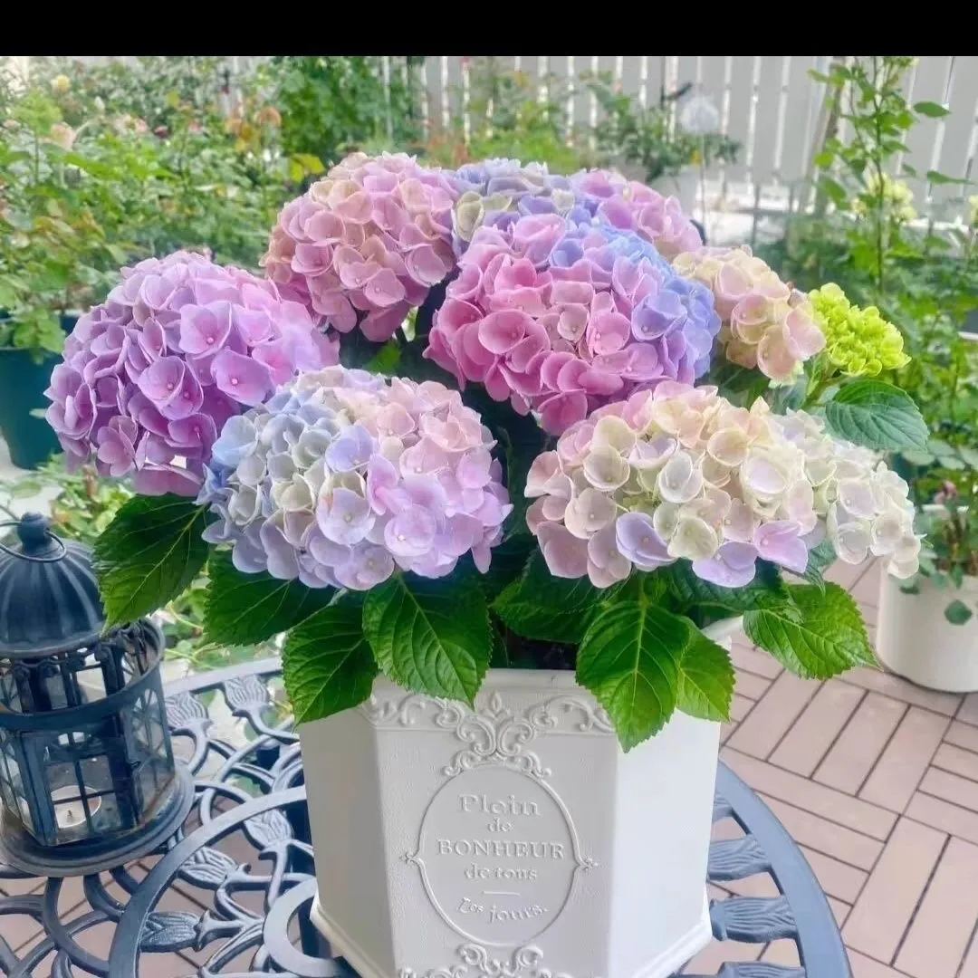 🌷 Nasiona wieloletniej hortensji ogrodowej