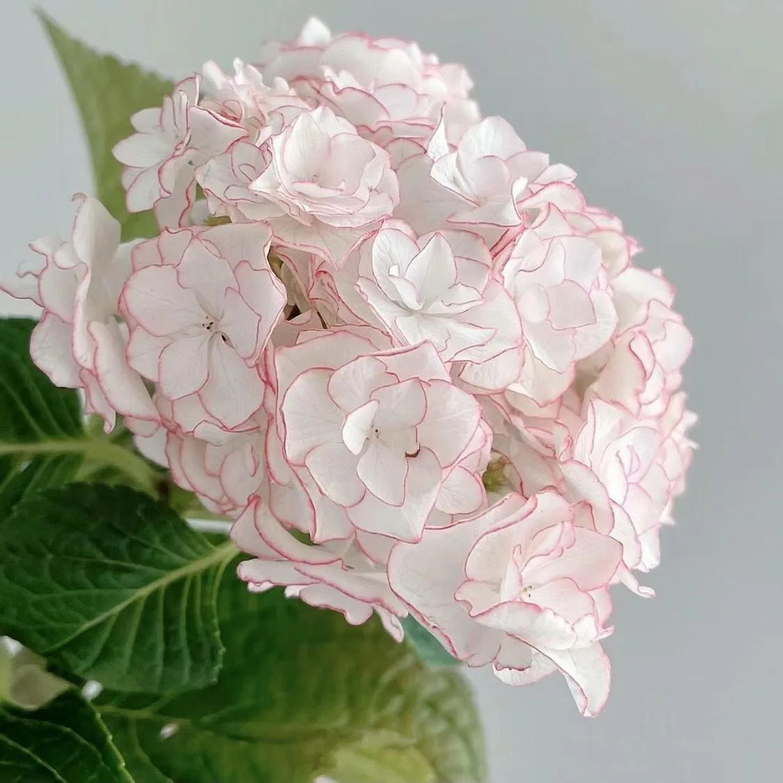 🌷 Nasiona wieloletniej hortensji ogrodowej