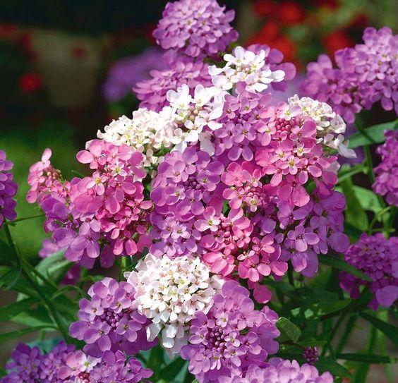 🌷 Nasiona wieloletniej hortensji ogrodowej