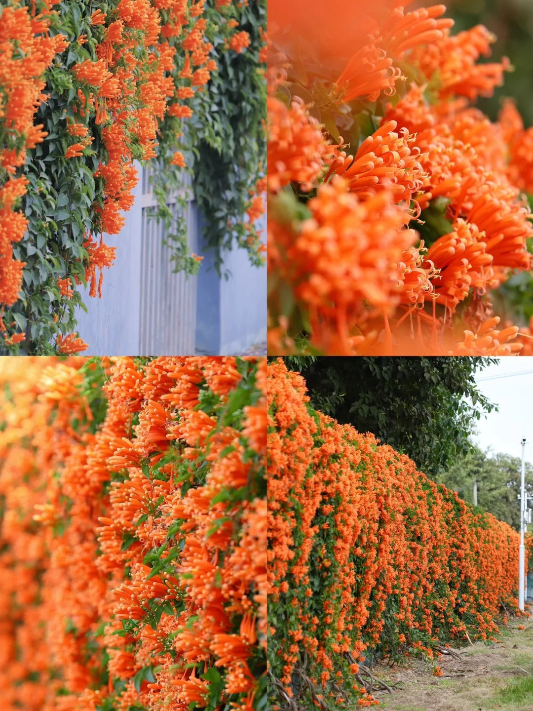 🐦 Dywan dla kolibrów – Nasiona Ognistej Pnączy 🌱