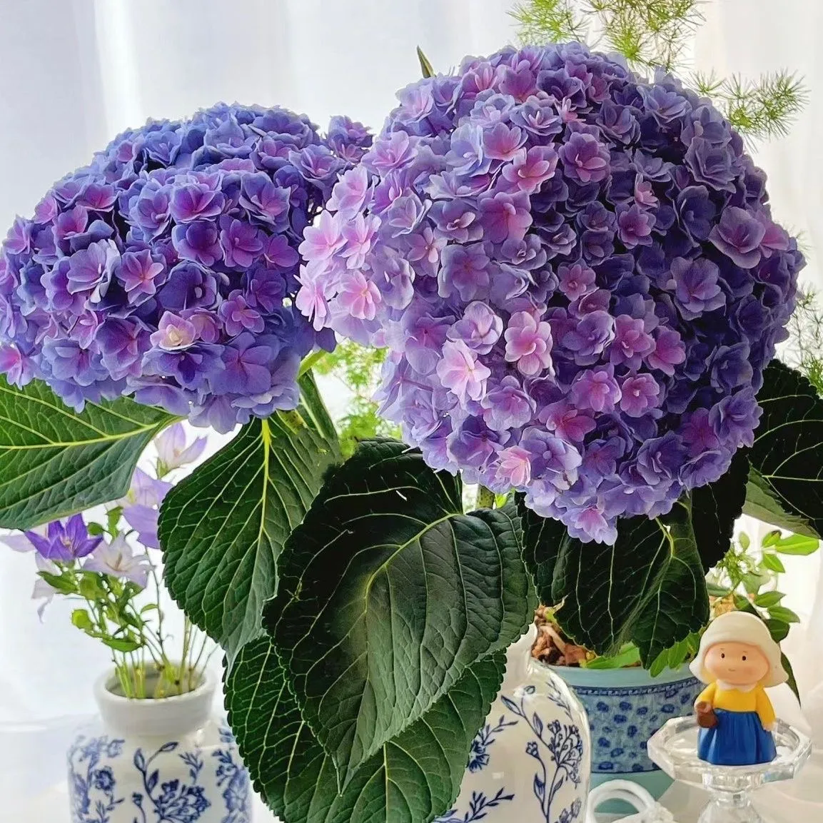 🌷 Nasiona wieloletniej hortensji ogrodowej