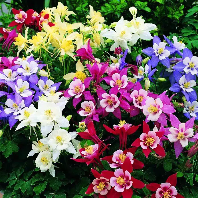 Columbine Mix Flower🐱🐾Cat's Paw Flowers Seeds