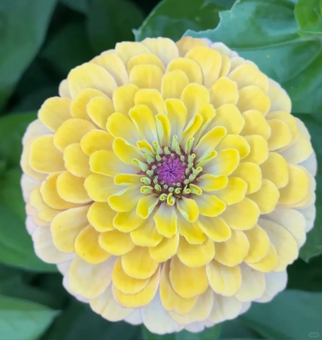 🌈 Barevná směs Zinnií — Zahrada v plném květu