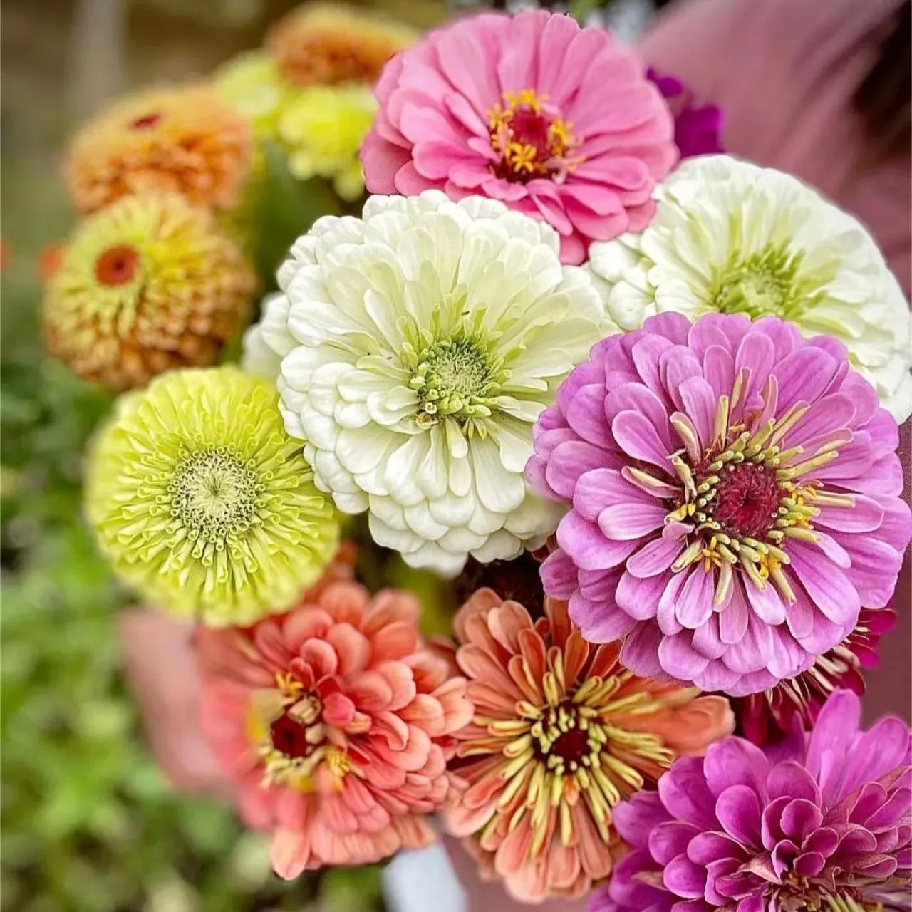🌈 Barevná směs Zinnií — Zahrada v plném květu