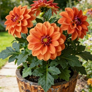 🔥 Гореща разпродажба! Мини саксийни премиум далии – Перфектни за балкони и малки пространства 🌸