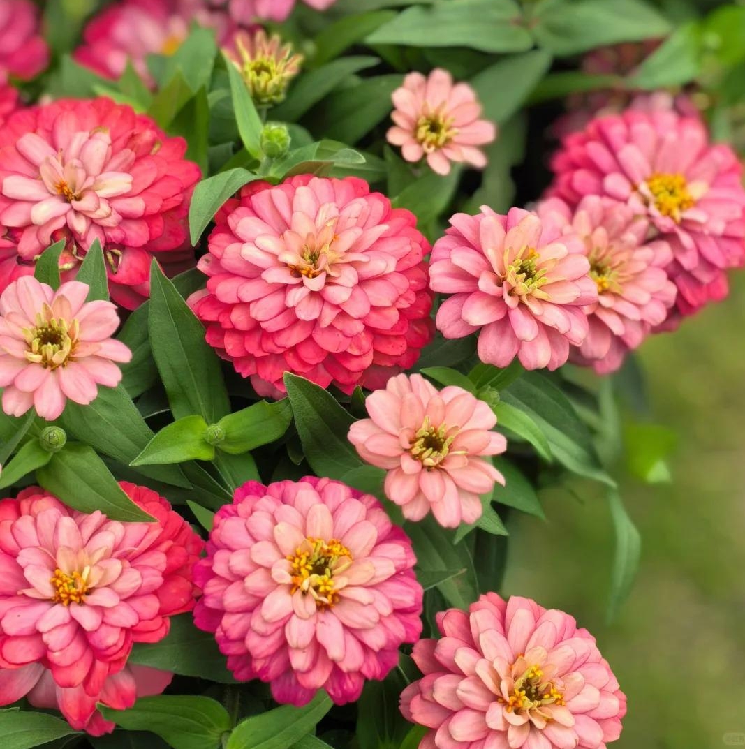 🌈 Barevná směs Zinnií — Zahrada v plném květu