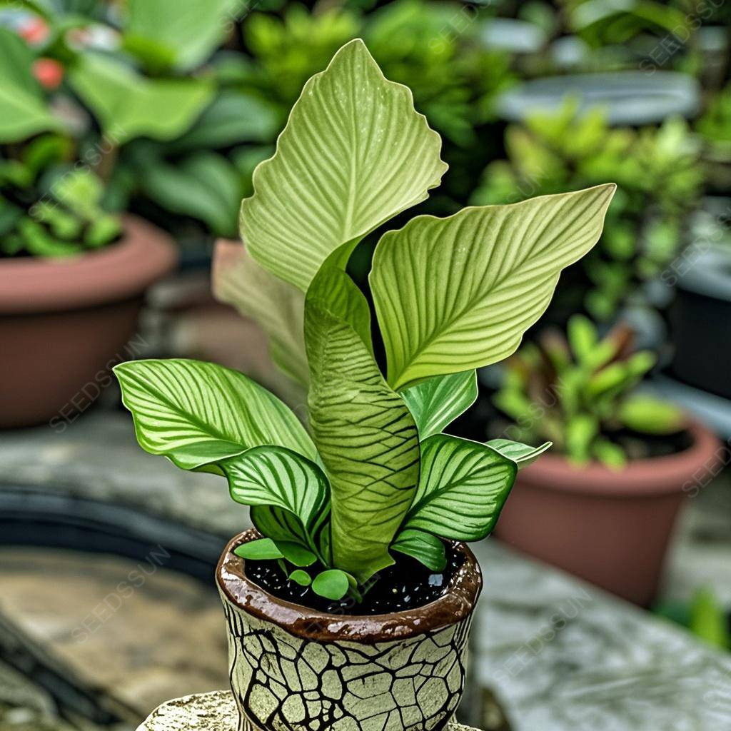 🌱✨Semená vzácnych sukulentov morskej panny