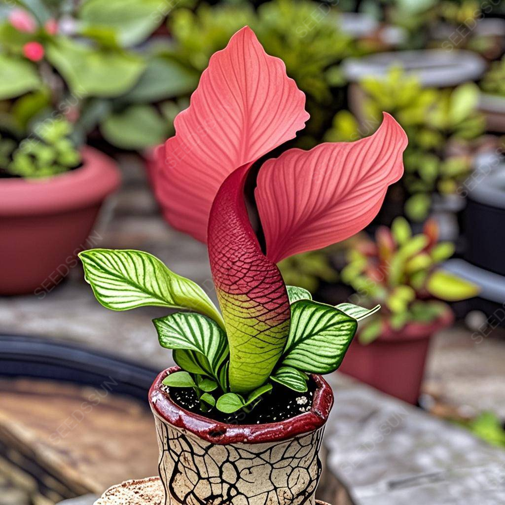 🌱✨Semená vzácnych sukulentov morskej panny