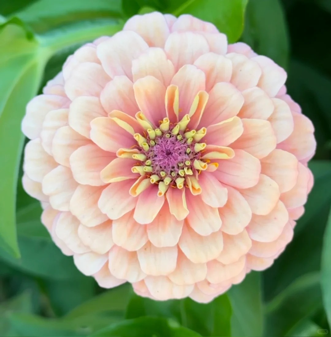 🌈 Barevná směs Zinnií — Zahrada v plném květu