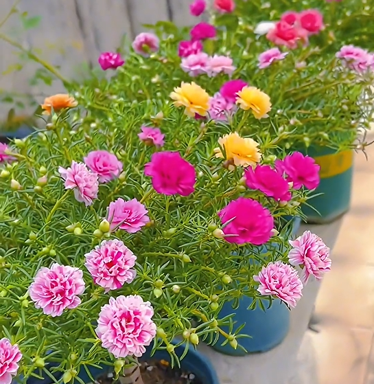 🌼 1000 бр. семена от многоцветен двоен слънчоглед