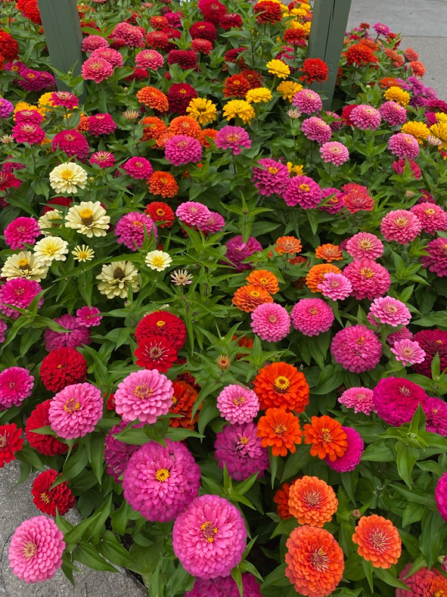 🌈 Barevná směs Zinnií — Zahrada v plném květu