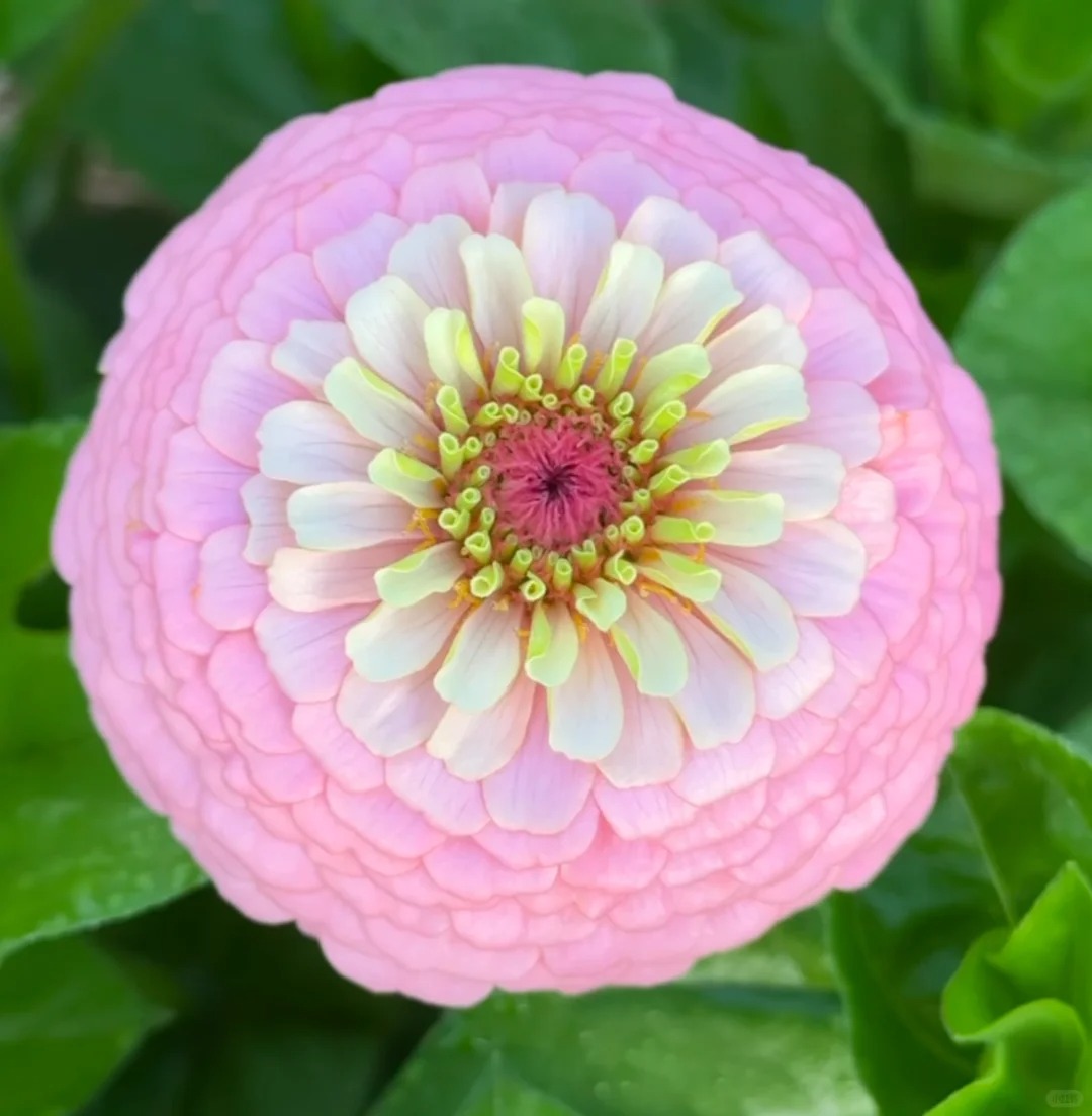 🌈 Barevná směs Zinnií — Zahrada v plném květu