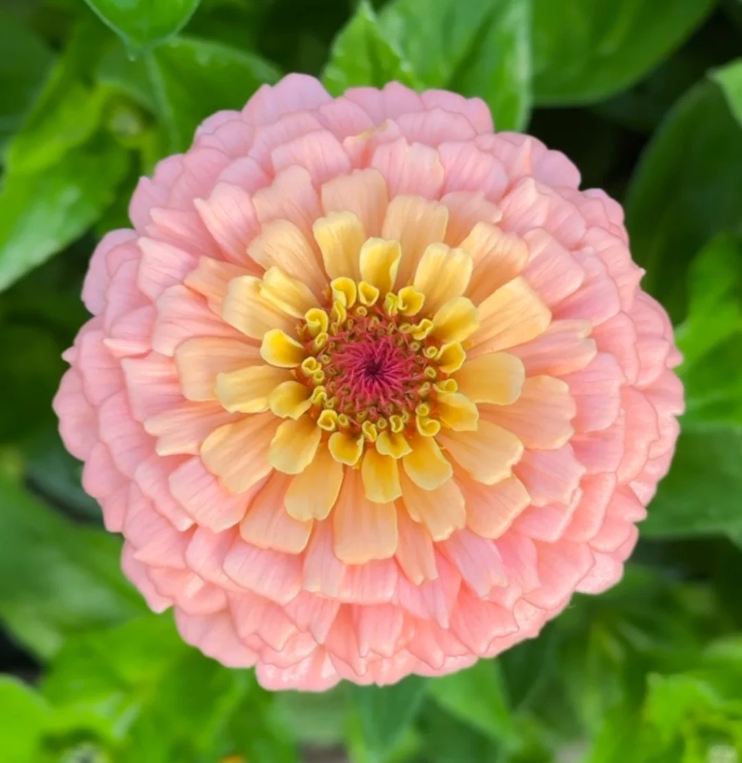 🌈 Barevná směs Zinnií — Zahrada v plném květu