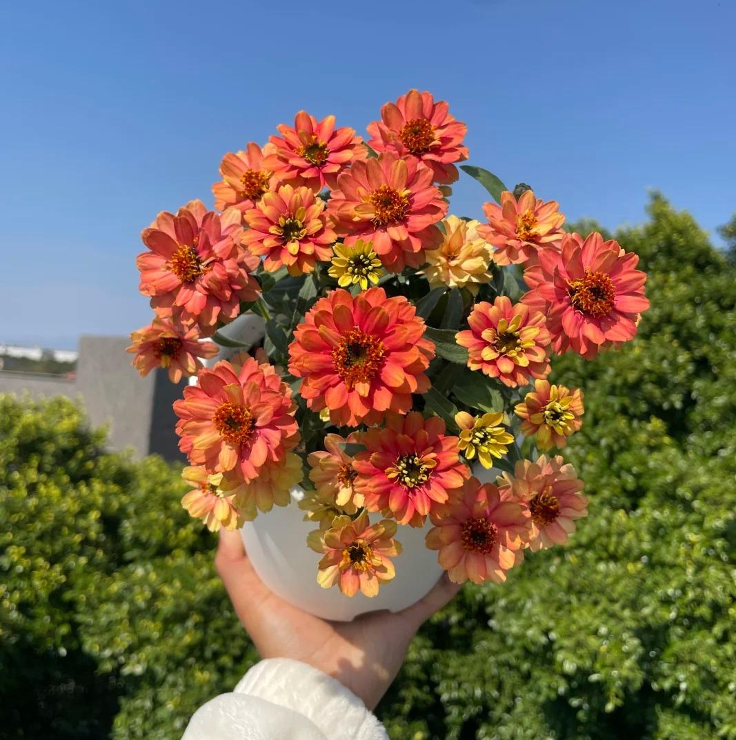 🌈 Barevná směs Zinnií — Zahrada v plném květu