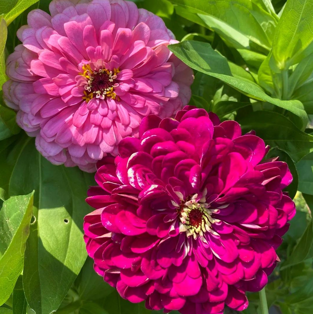 🌈 Barevná směs Zinnií — Zahrada v plném květu