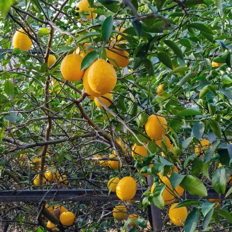 Perfume Lemon Seeds 🍋 High Germination Rate - Year Round Blooms and Fruits