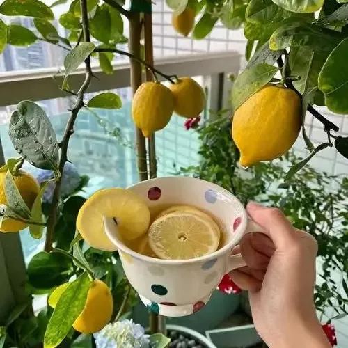 Perfume Lemon Seeds 🍋 High Germination Rate - Year Round Blooms and Fruits