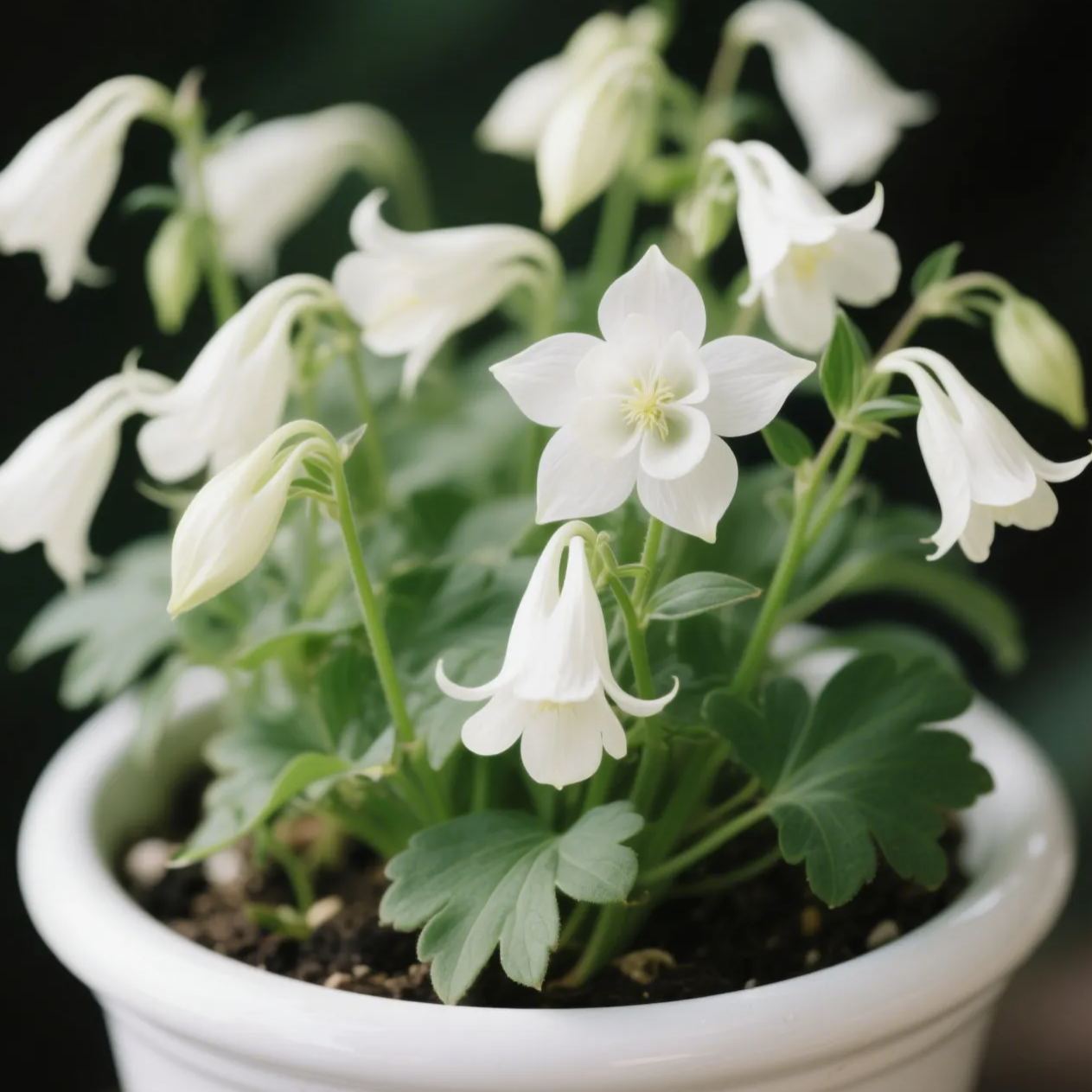 Columbine Mix Flower🐱🐾Cat's Paw Flowers Seeds