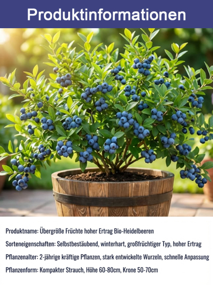 Mosel-Premium Riesenheidelbeere🫐 | Ernte bereits im ersten Juni | Winterhart bis -30 Grad | XXL-Ertrag bis 10kg pro Pflanze🌱100 Prozent Bio-tauglich