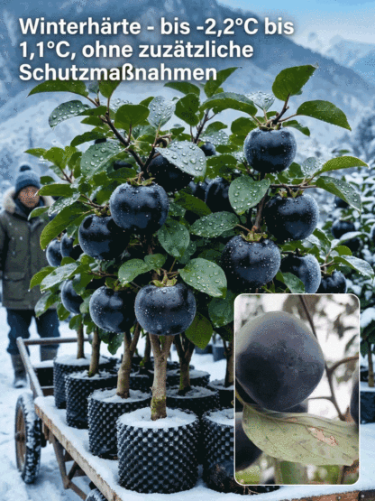 Entdecken Sie die Schokopersimone! 🍫✨ Diese außergewöhnliche Frucht überzeugt durch ein butterweiches, honigsüßes Fruchtfleisch mit einer feinen Kakaonote. 😋