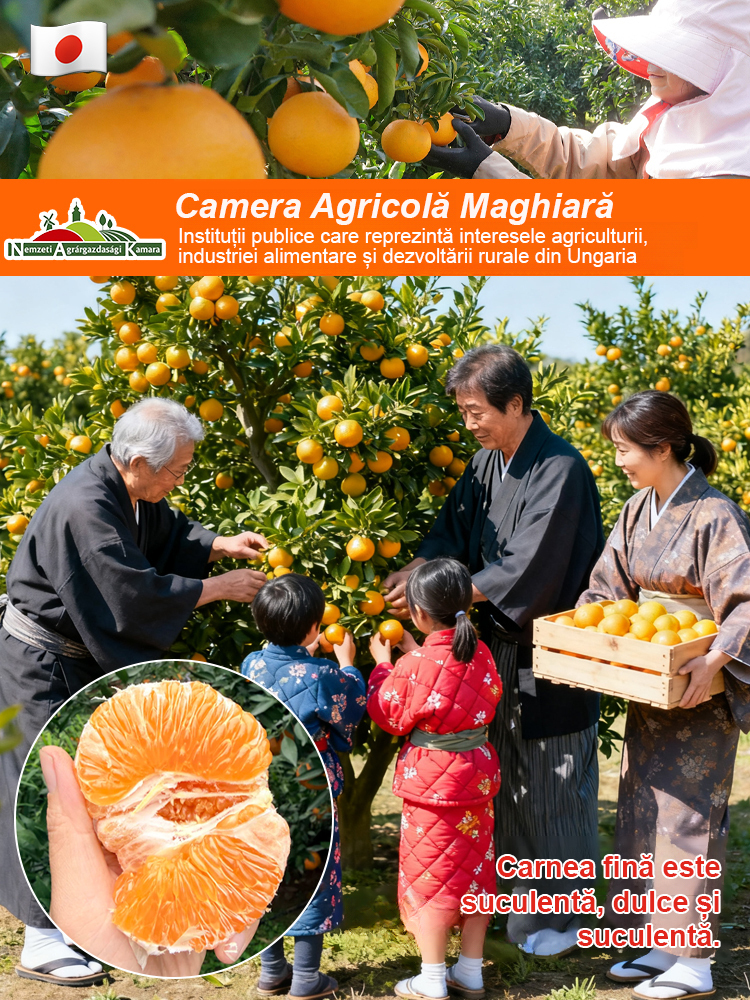  Mandarină japoneză Kanpei, dulce, suculentă și cu pulpă moale