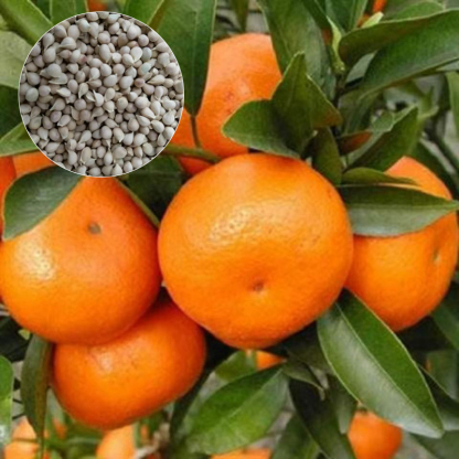  Mandarină japoneză Kanpei, dulce, suculentă și cu pulpă moale