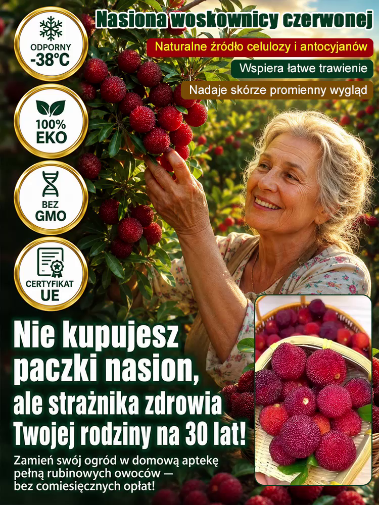 Domowa uprawa nasion woskownicy czerwonej odmiany Dongkui 🌟 Unikalny Smak: Odkryj aromat, który zna tylko 10% świata.